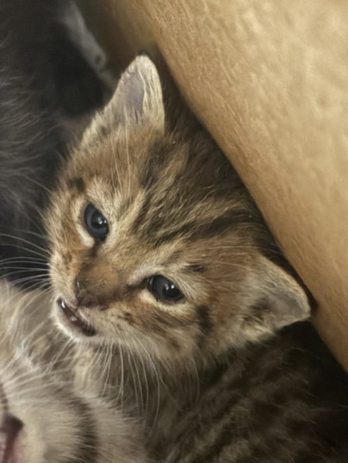 BEBE, Baby Domestic Short Hair (medium coat), cat for adoption in San Gabriel, California