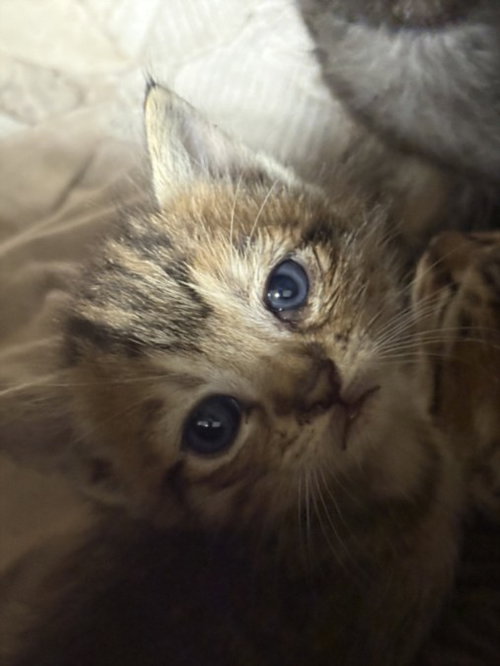 CHERRY, Baby Domestic Short Hair (medium coat), cat for adoption in San Buenaventura (Ventura), California
