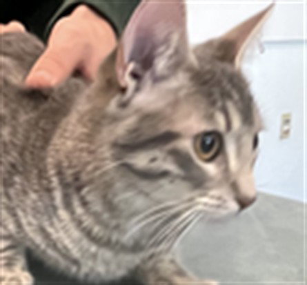 LUNA, Adult Domestic Short Hair (medium coat), cat for adoption in San Buenaventura (Ventura), California