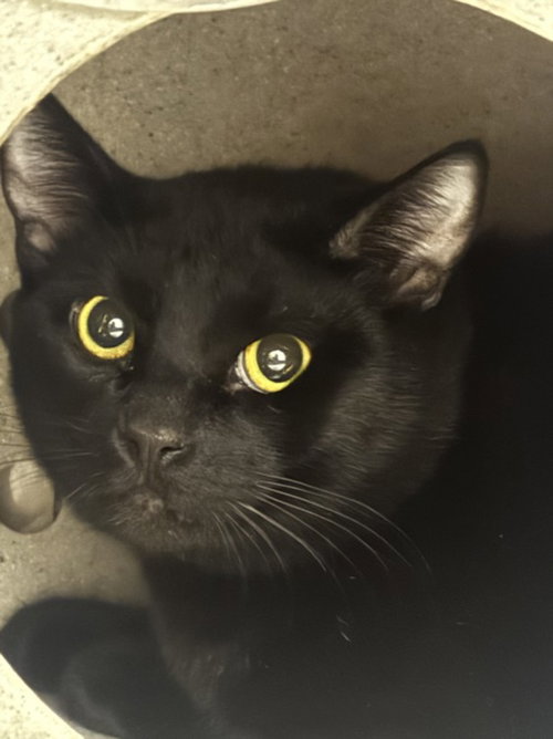 NORMAN, Adult Domestic Short Hair (medium coat), cat for adoption in San Buenaventura (Ventura), California