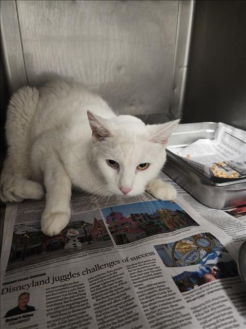FLUFFY, Senior Domestic Long Hair (medium coat), cat for adoption in San Buenaventura (Ventura), California