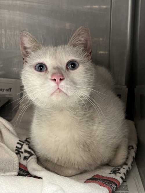 SNOWBALL, Adult Domestic Short Hair (medium coat), cat for adoption in San Buenaventura (Ventura), California