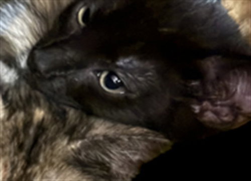 NEO, Baby Domestic Short Hair (medium coat), cat for adoption in San Buenaventura (Ventura), California