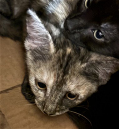NANO, Baby Domestic Short Hair (medium coat), cat for adoption in San Buenaventura (Ventura), California
