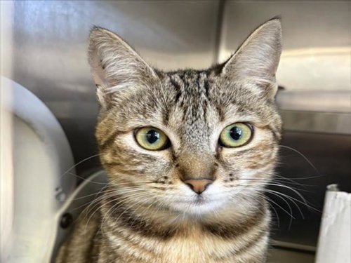 FARRAH, Adult Domestic Short Hair (medium coat), cat for adoption in San Buenaventura (Ventura), California