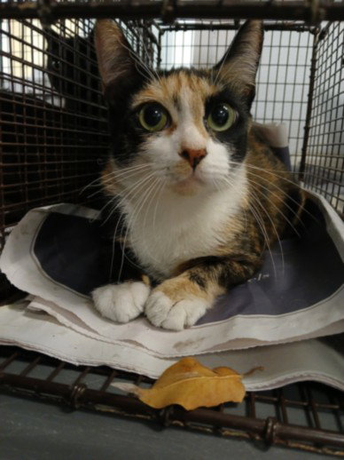 OCEAN, Adult Domestic Short Hair (medium coat), cat for adoption in San Buenaventura (Ventura), California