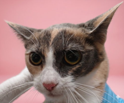 TUNA, Young Domestic Short Hair (medium coat), cat for adoption in Chatsworth, California