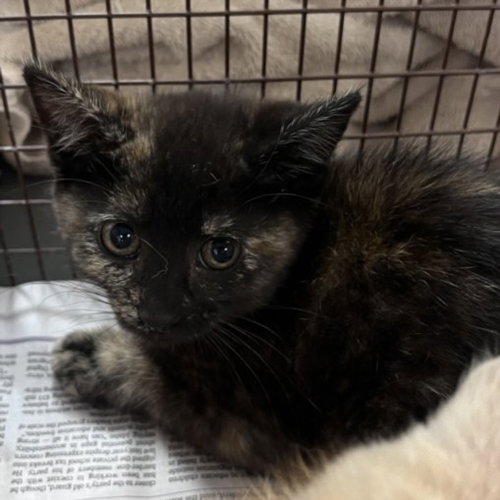 ANNE, Baby Domestic Short Hair (medium coat), cat for adoption in Chatsworth, California