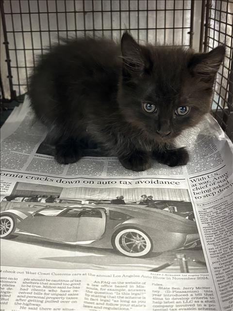 BO, Baby Domestic Short Hair (medium coat), cat for adoption in Chatsworth, California