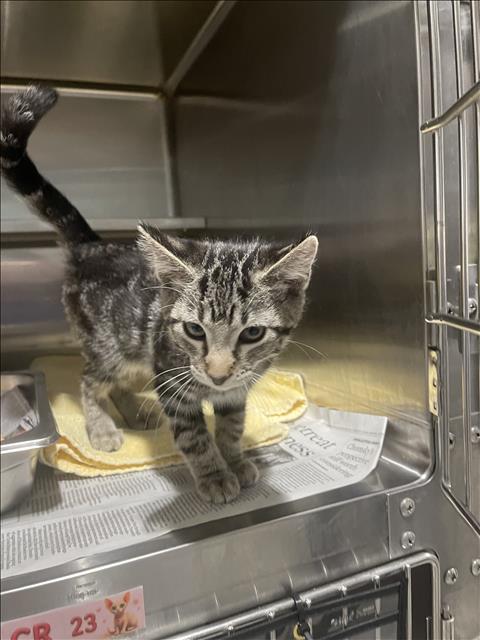 A2276269, Baby Domestic Short Hair (medium coat), cat for adoption in Chatsworth, California