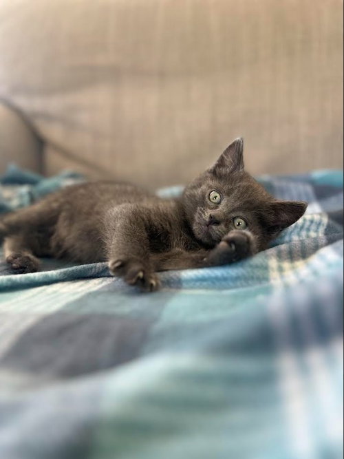 SMUDGE, Baby Domestic Medium Hair (medium coat), cat for adoption in San Buenaventura (Ventura), California