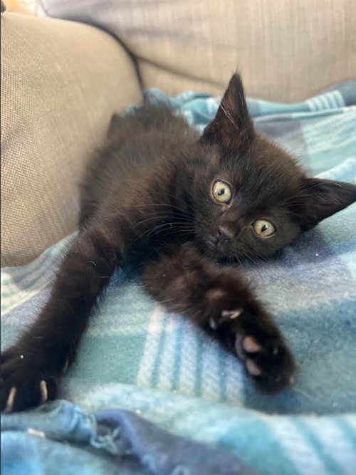 ZIGZAG, Baby Domestic Medium Hair (medium coat), cat for adoption in San Buenaventura (Ventura), California