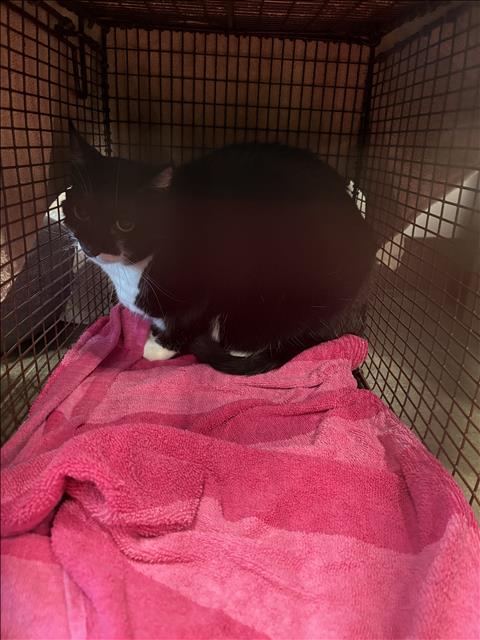 MOLLY, Adult Domestic Short Hair (medium coat), cat for adoption in San Buenaventura (Ventura), California