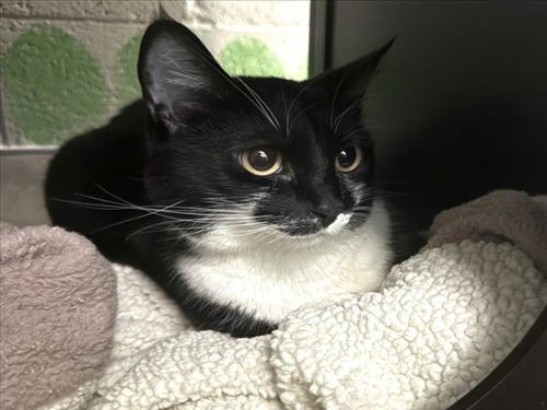 MOLLY, Adult Domestic Short Hair (medium coat), cat for adoption in San Buenaventura (Ventura), California