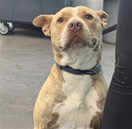 BRIND