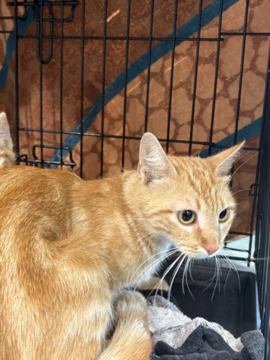 POPPYSEED, Young American Shorthair (medium coat), cat for adoption in San Buenaventura (Ventura), California