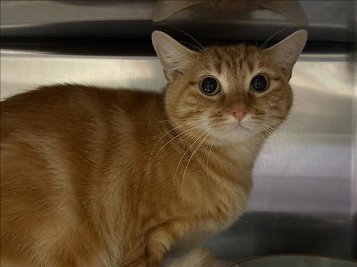 picture of the cat needing adoption