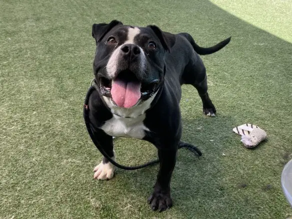 Ron - American Staffordshire Terrier