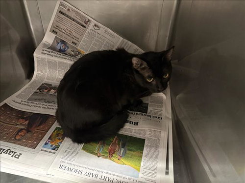 PHANTOM, Adult Domestic Short Hair (medium coat), cat for adoption in San Buenaventura (Ventura), California