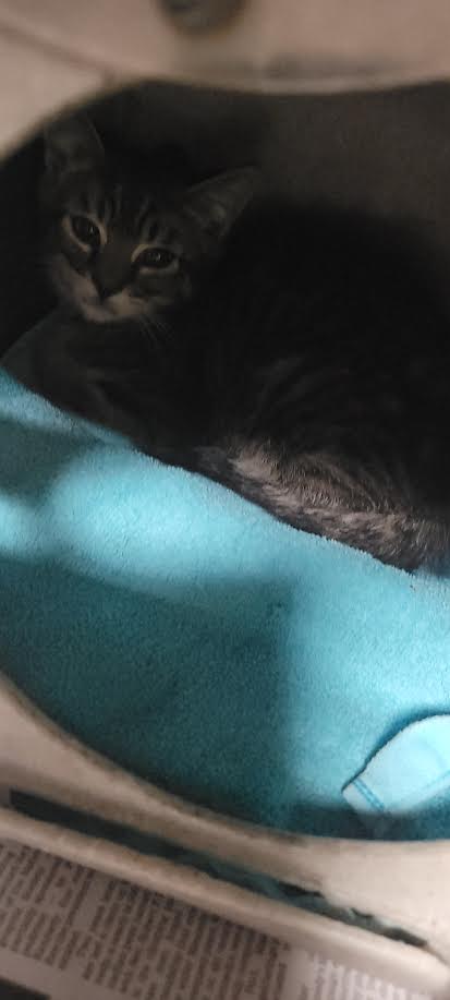 TYPHOON, Baby Domestic Short Hair (medium coat), cat for adoption in San Buenaventura (Ventura), California