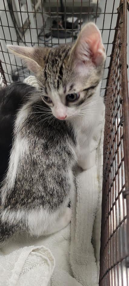 JELLY, Baby Domestic Short Hair (medium coat), cat for adoption in San Buenaventura (Ventura), California