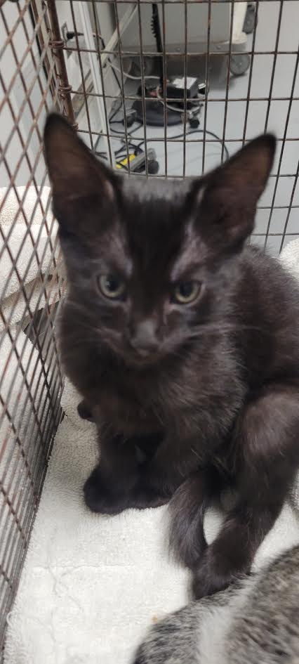 BEAN, Baby Domestic Short Hair (medium coat), cat for adoption in San Buenaventura (Ventura), California