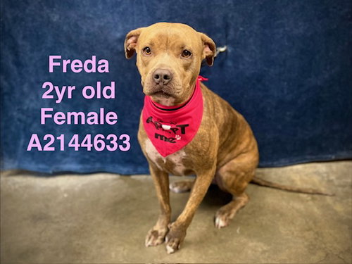FREDA