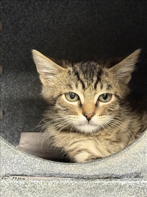 WINSOR, Baby Domestic Short Hair (medium coat), cat for adoption in San Buenaventura (Ventura), California