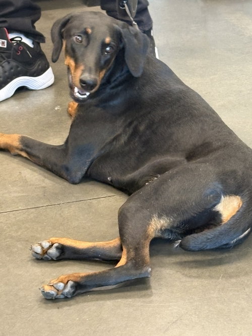 BELLA