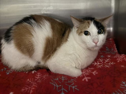picture of the cat needing adoption