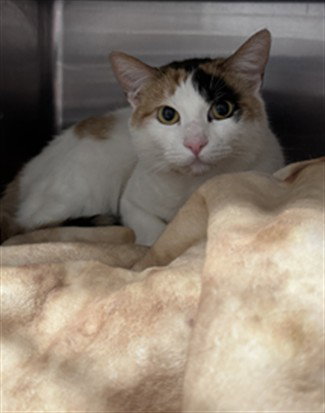 BLANCHE, a cat for adoption from West Valley Animal Care and Control Center