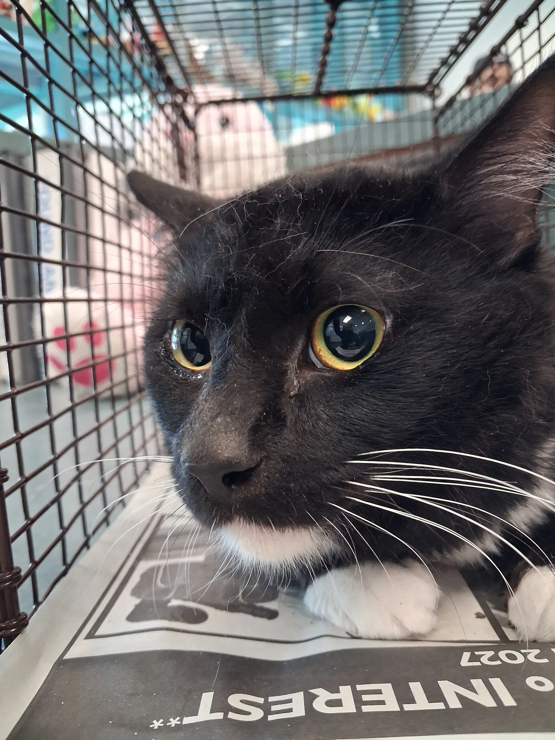 Max - Domestic Short Hair