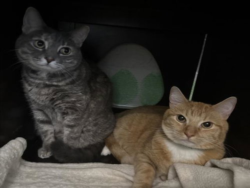 MICHI, Adult Domestic Short Hair (medium coat), cat for adoption in San Buenaventura (Ventura), California