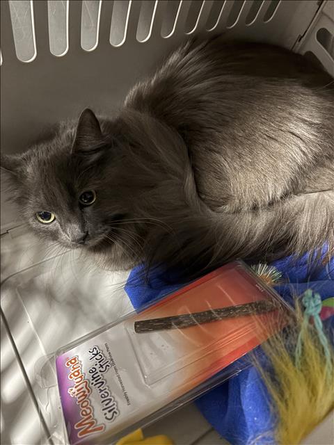 SHADY