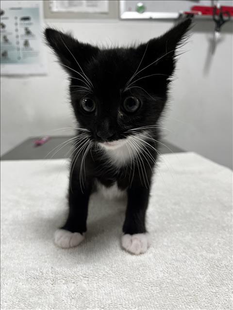 MINE