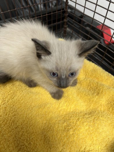 A2274943, Baby Domestic Short Hair (medium coat), cat for adoption in San Buenaventura (Ventura), California