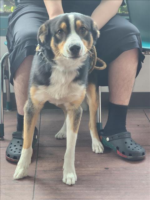TOBY