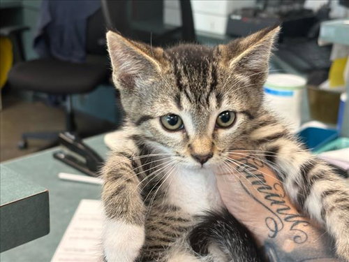 PIP