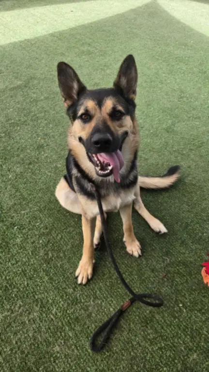 Price - German Shepherd Dog