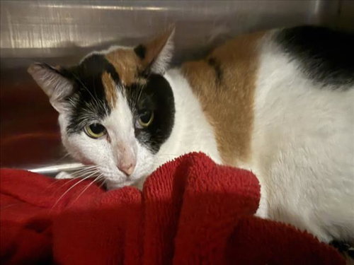SANDAL AKA SANDY, Senior Domestic Short Hair (medium coat), cat for adoption in San Buenaventura (Ventura), California