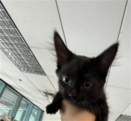BLIP, Baby Domestic Short Hair (medium coat), cat for adoption in San Buenaventura (Ventura), California