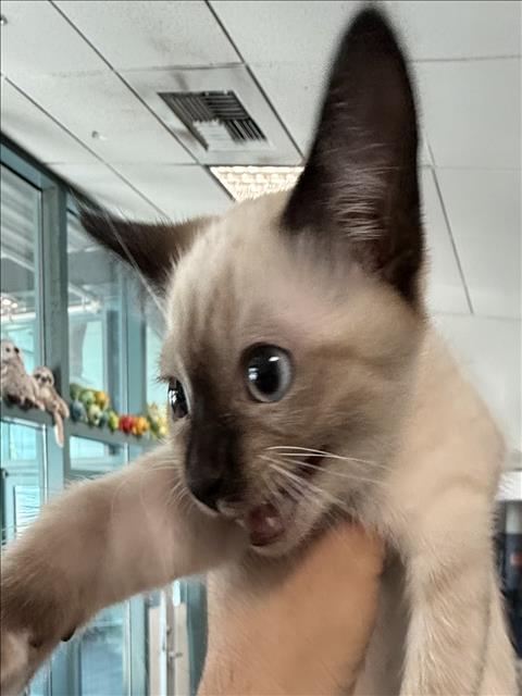 BLOP, Baby Siamese (medium coat), cat for adoption in San Buenaventura (Ventura), California