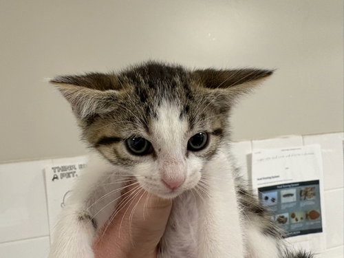TEENY