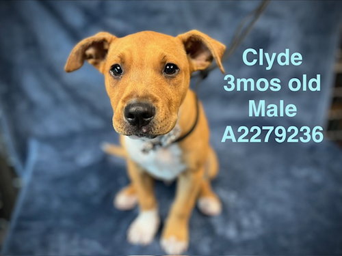 CLYDE