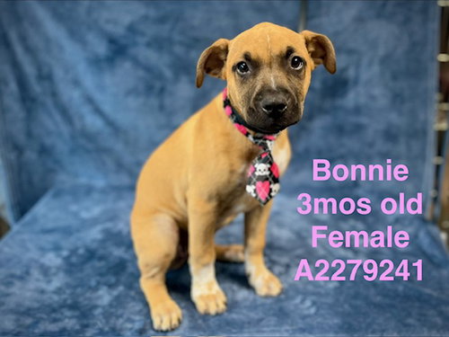 BONNIE