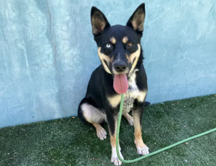 Tyler - Australian Kelpie