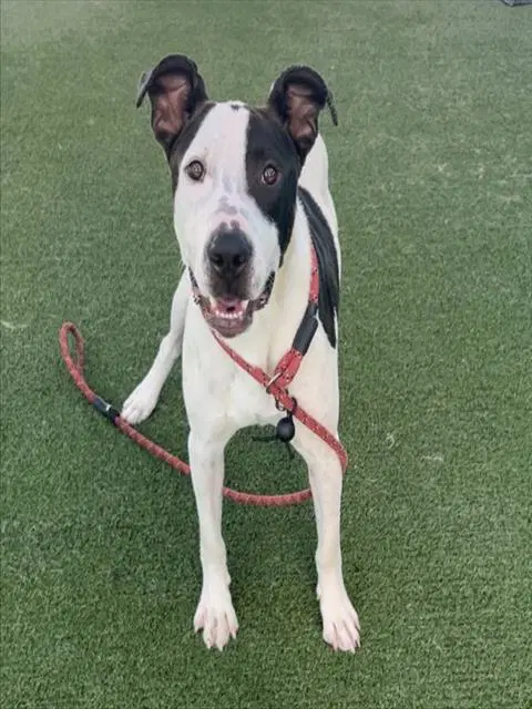 Chester - Bull Terrier