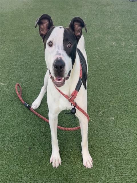 CHESTER, a dog for adoption from West Valley Animal Care and Control Center