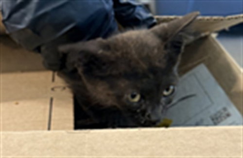 JEFF, Baby Domestic Short Hair (medium coat), cat for adoption in San Buenaventura (Ventura), California