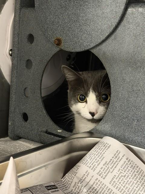 HURRICANE, Adult Domestic Short Hair (medium coat), cat for adoption in San Buenaventura (Ventura), California